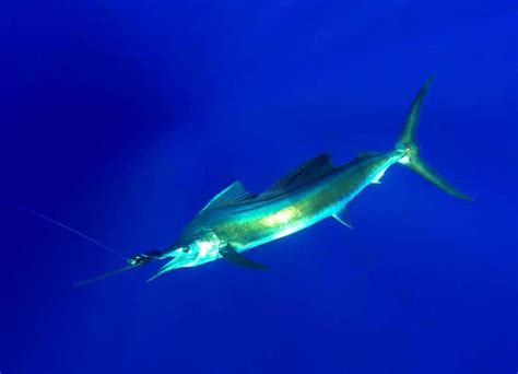 sailfish vibrant|sailfish USA